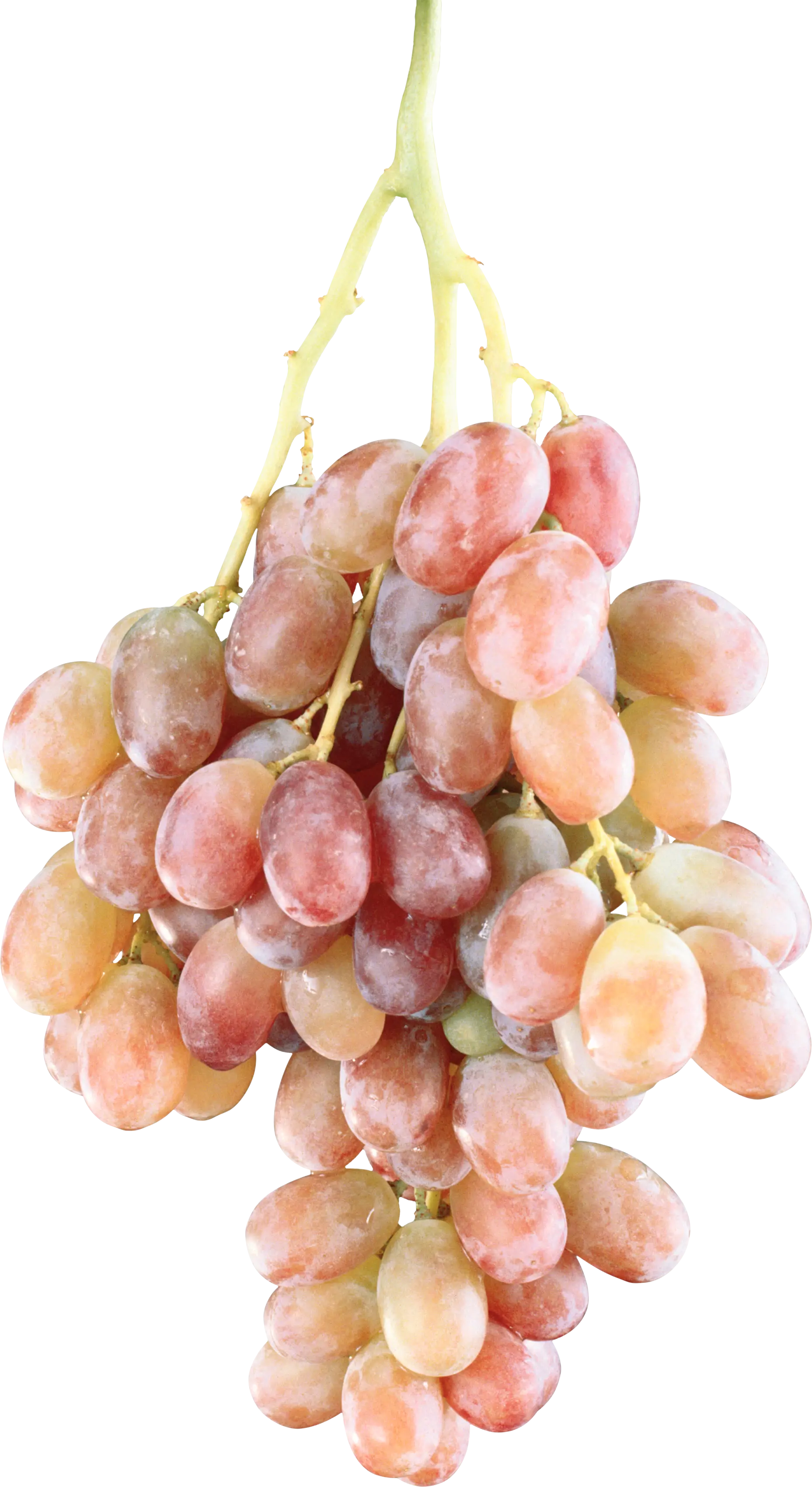 Fresh Bundle of Juicy Grapes