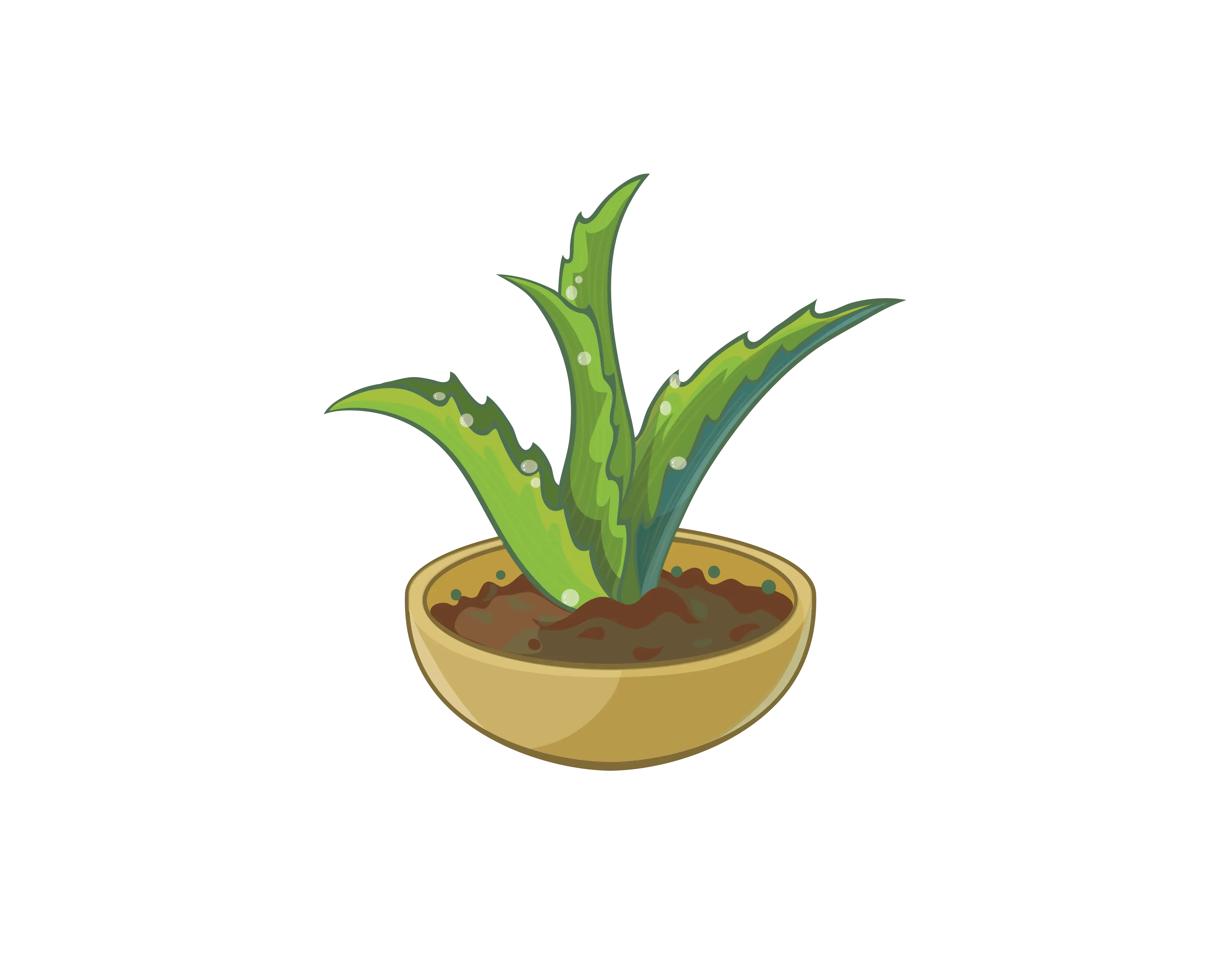 Potted Aloe Vera Plant