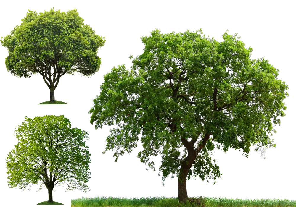 Green trees illustration for nature concepts