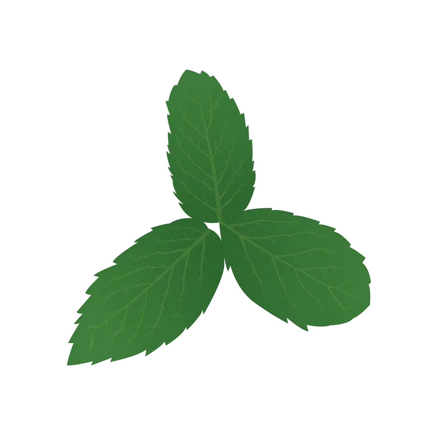 Fresh Green Mint Leaves Illustration