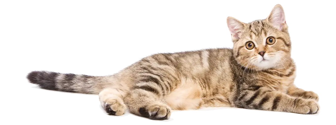 Adorable Tabby Cat Relaxing