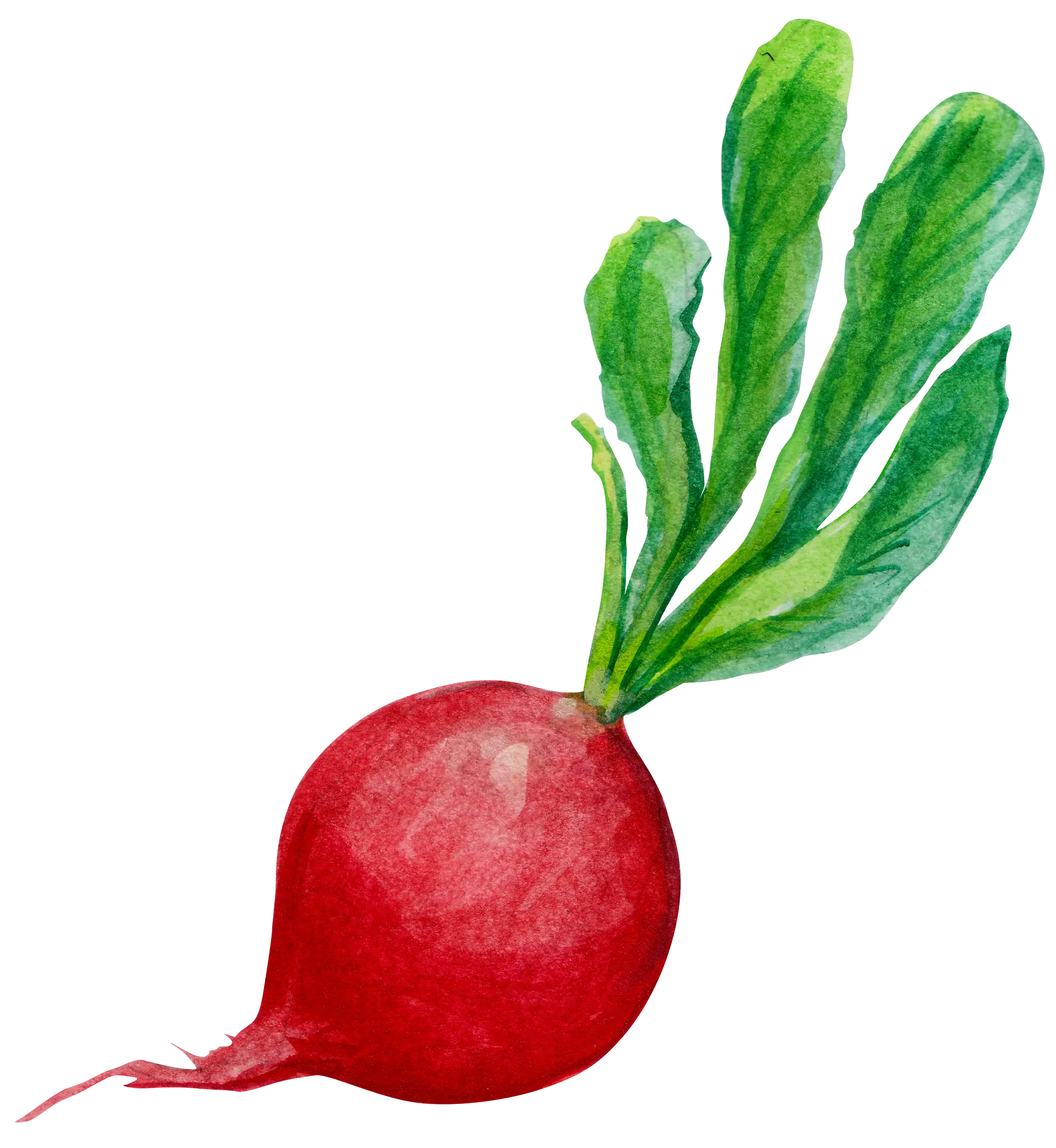 Watercolor Radish Illustration