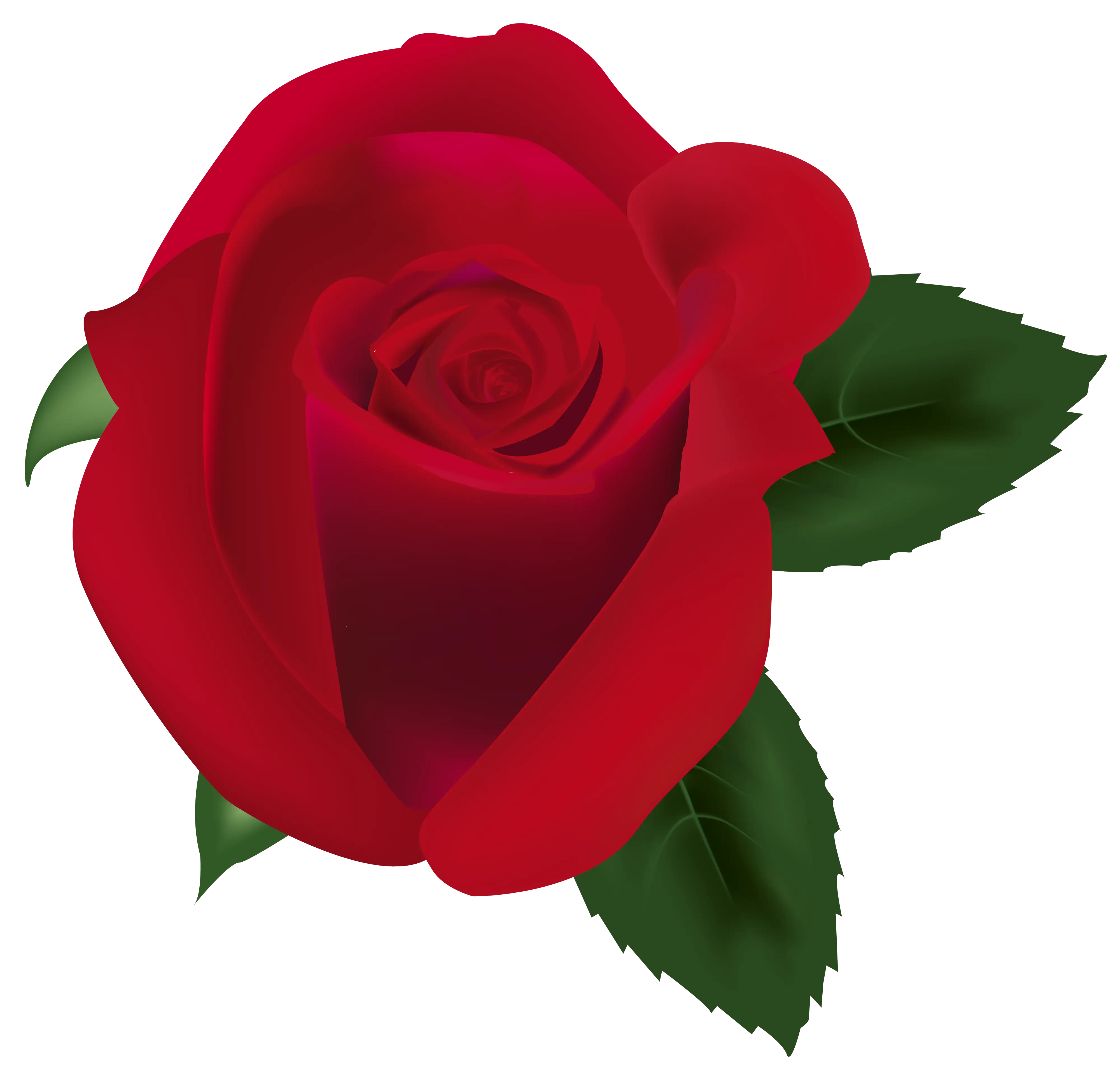 Red Rose Illustration with Green Leaves