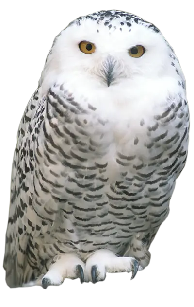 Snowy Owl with Striking Gaze