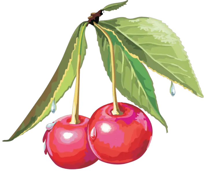 Juicy Red Cherries with Leaves Illustration