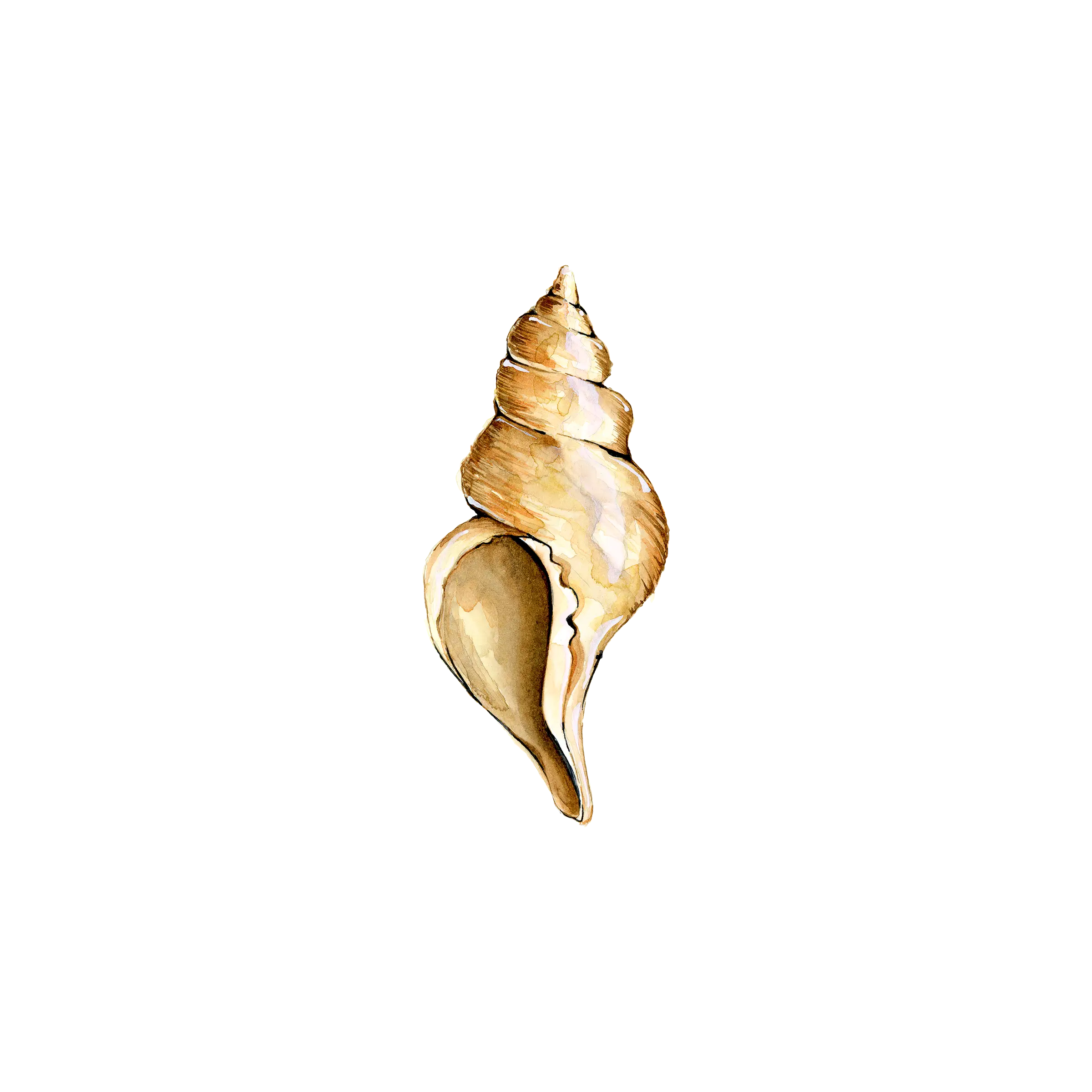 Beige Seashell Illustration