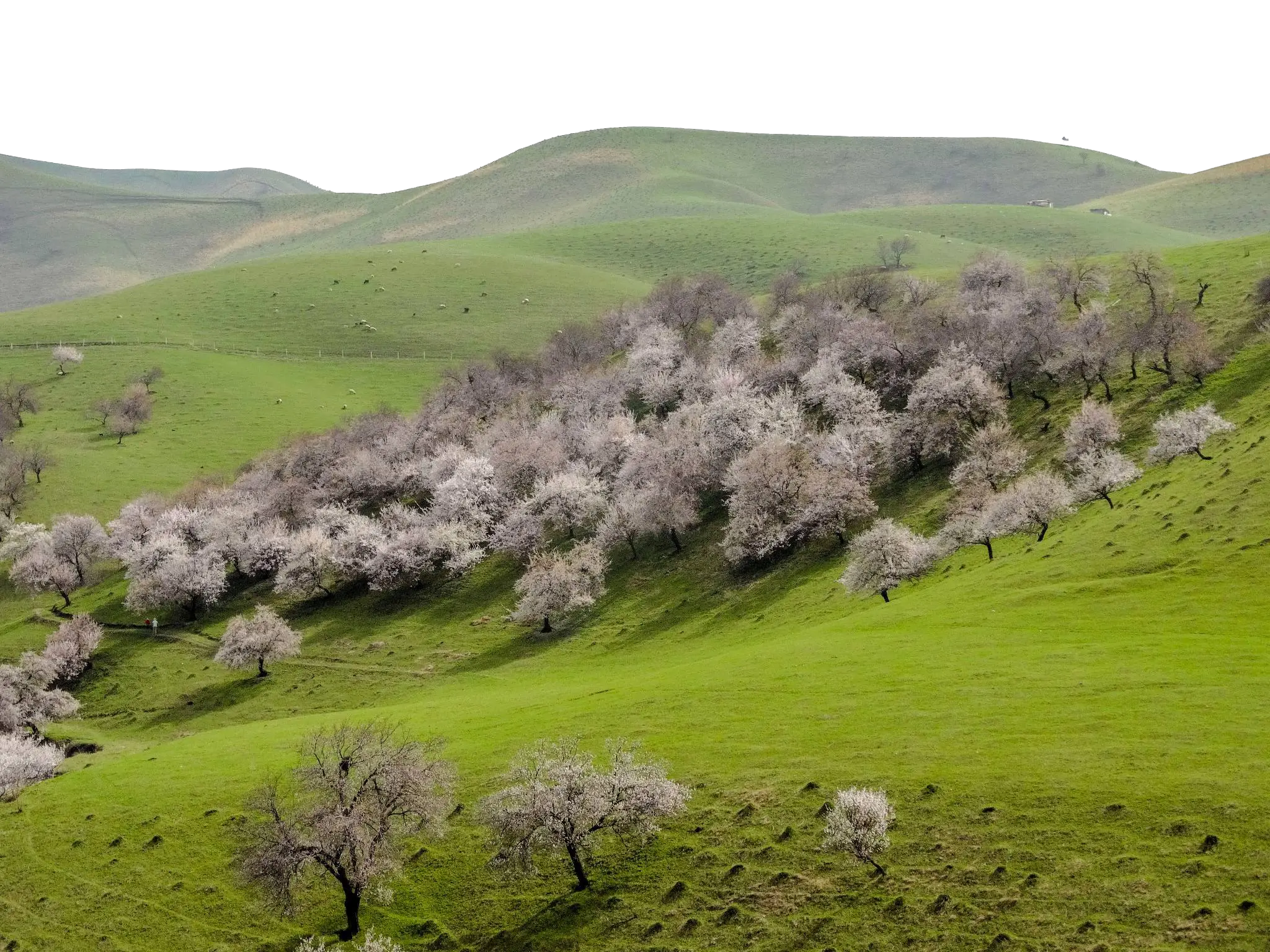 Blossoming Trees on Green Hills
