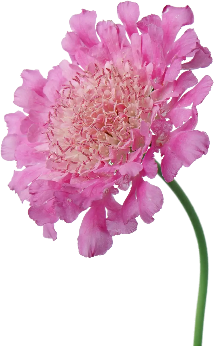 Beautiful Pink Flower with Delicate Petals