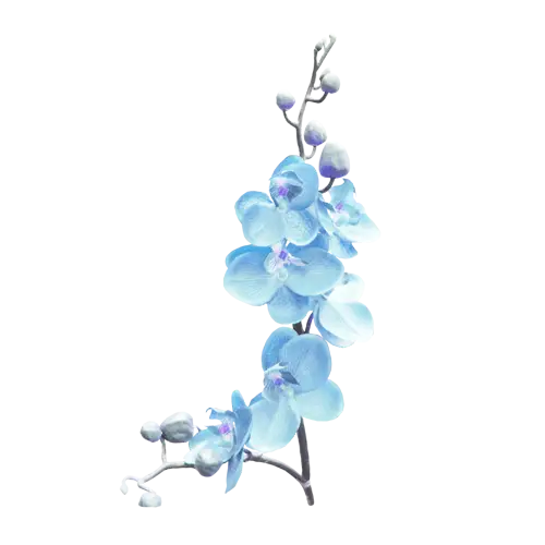 Elegant Blue Orchid Flowers