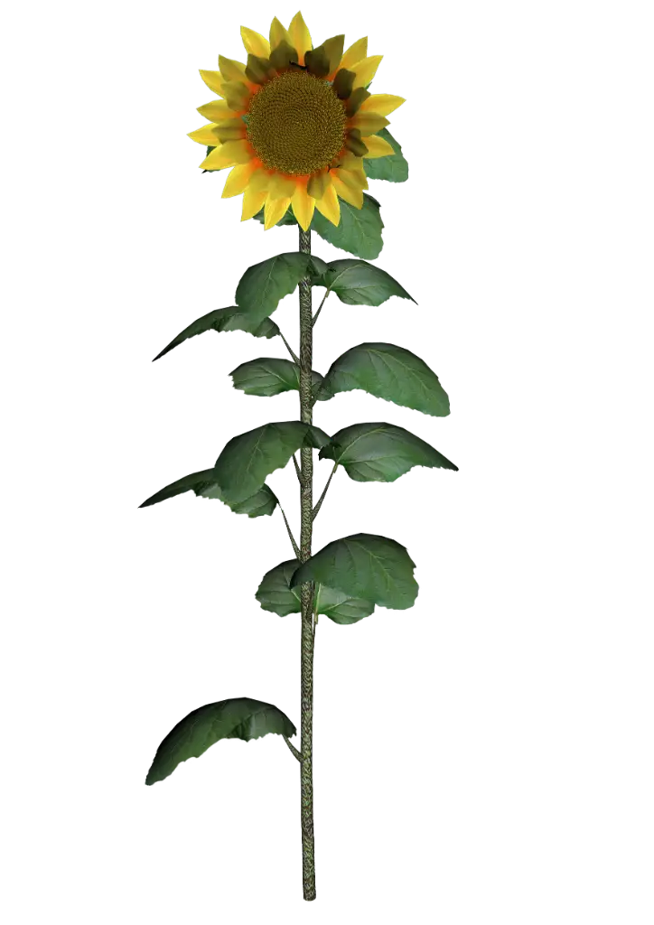 Tall Sunflower
