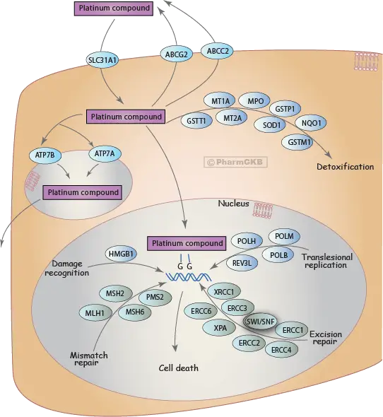 Cell Diagram with Platinum Compound Pathways
