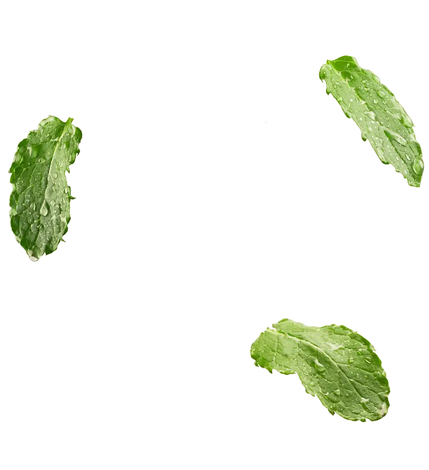 Fresh Green Mint Leaves