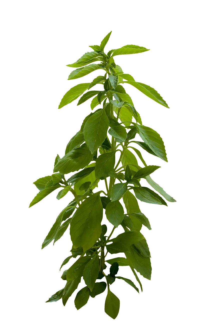 Fresh Green Basil Herb Plant