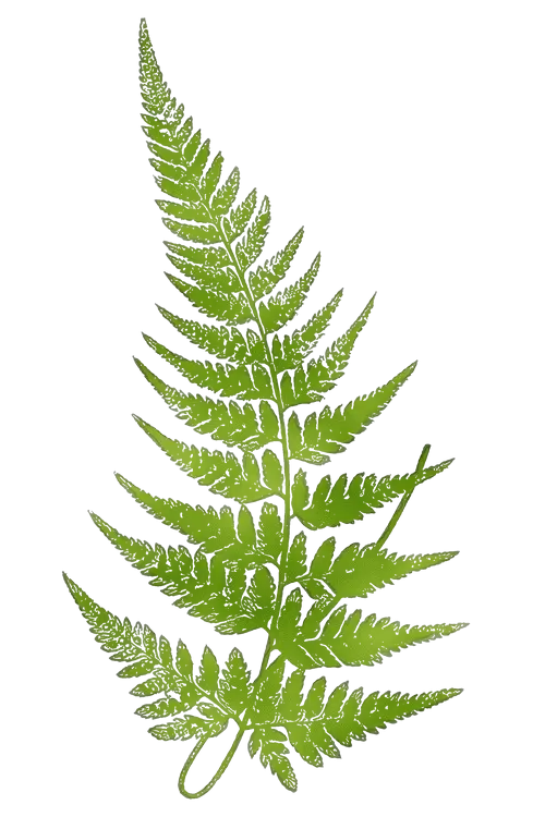 Green Fern Leaf