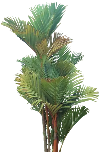 Tropical Palm Trees with Vibrant Green Foliage