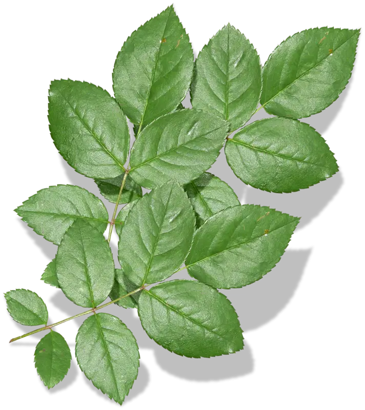 Green Rose Leaves on White Background