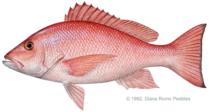 Red Snapper Fish Illustration