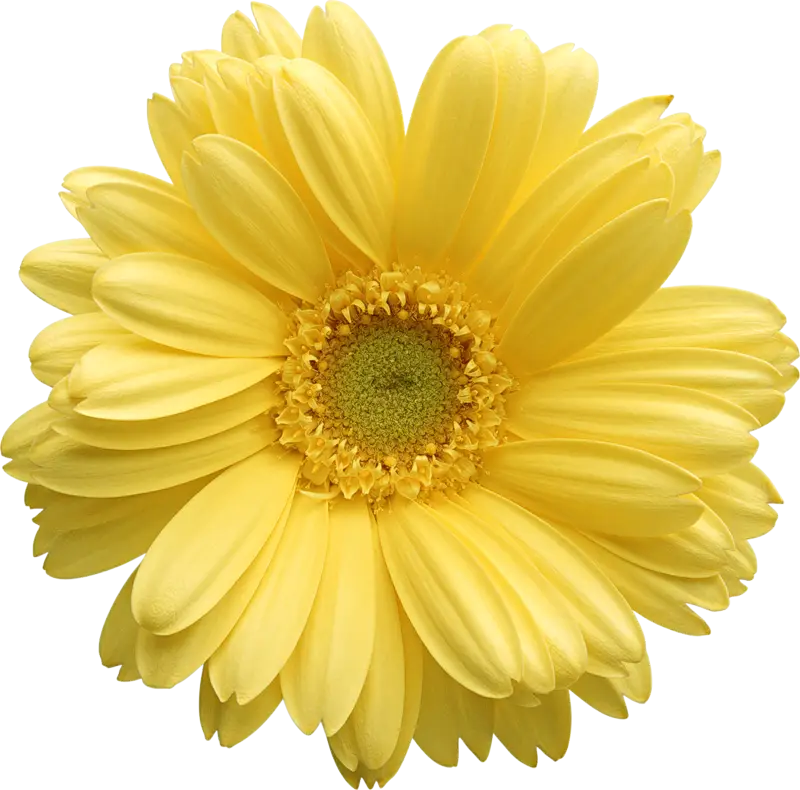 Vibrant Yellow Daisy Close-Up