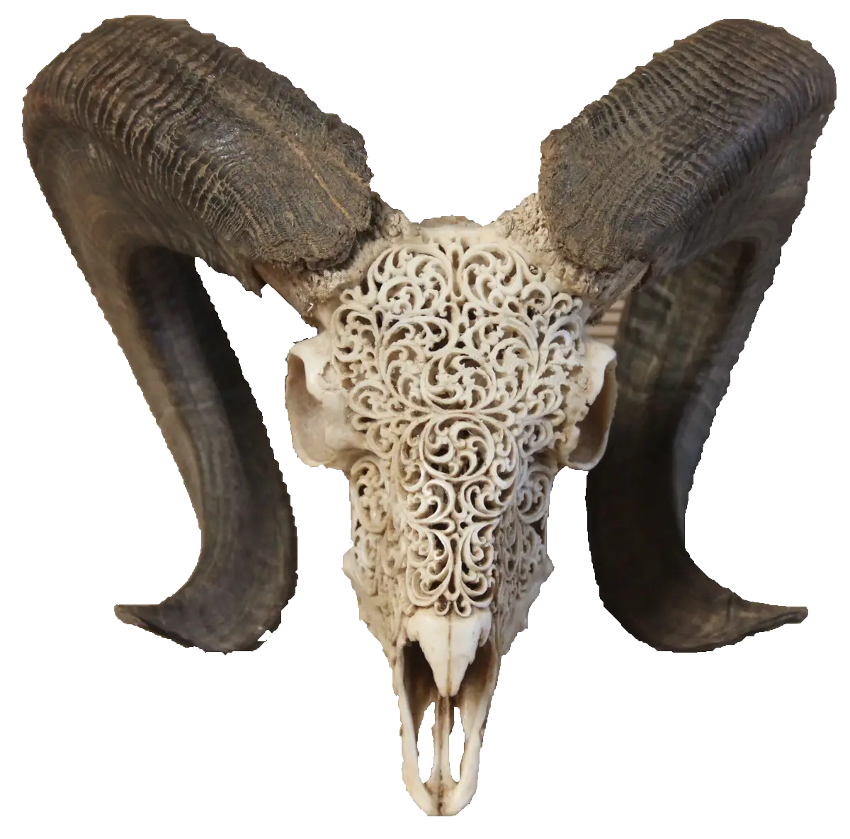 Intricately Carved Ram Skull