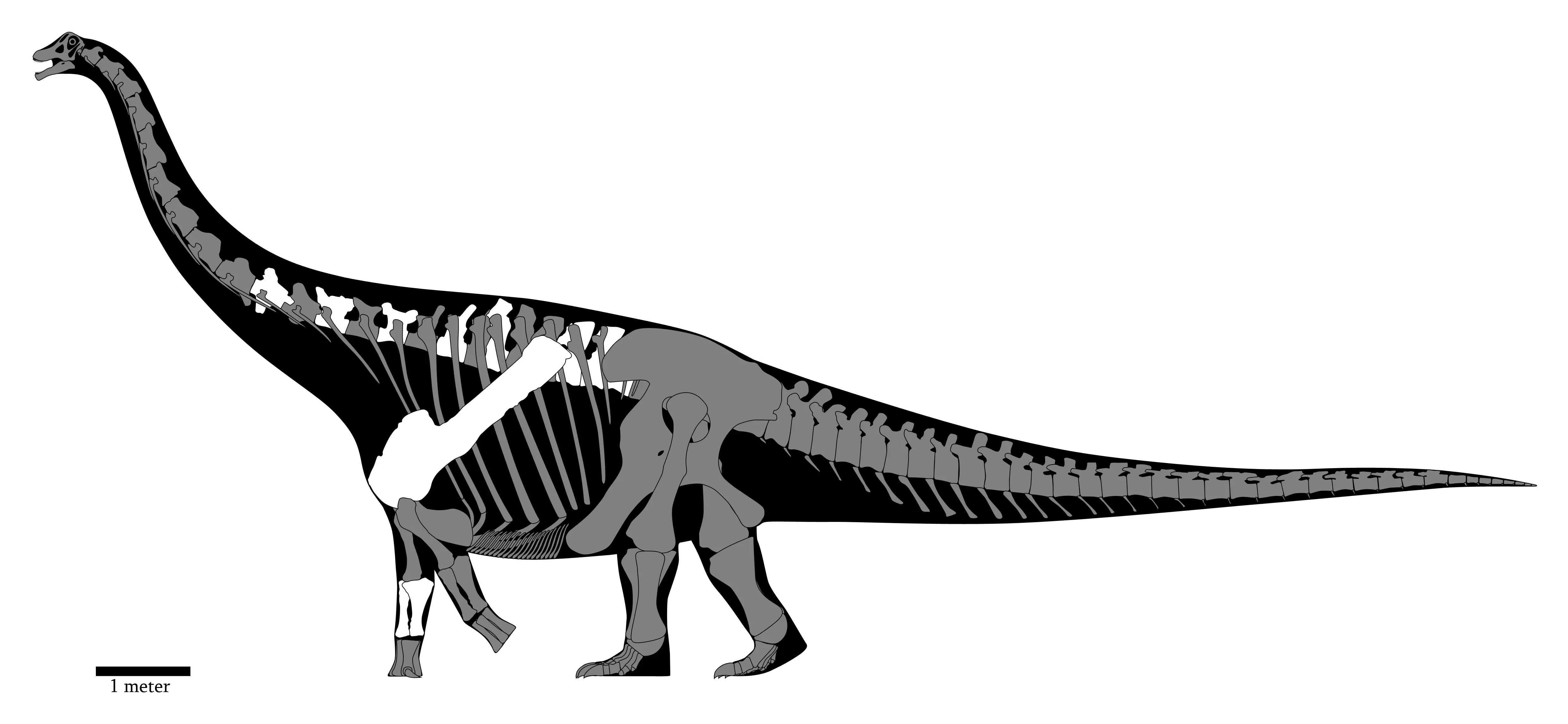 Sauropod Dinosaur Skeleton Diagram