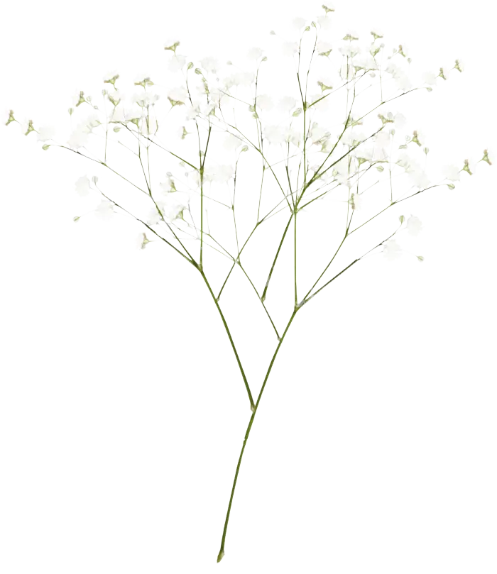 Babyâ€™s Breath Flower for Elegant Floral Arrangements