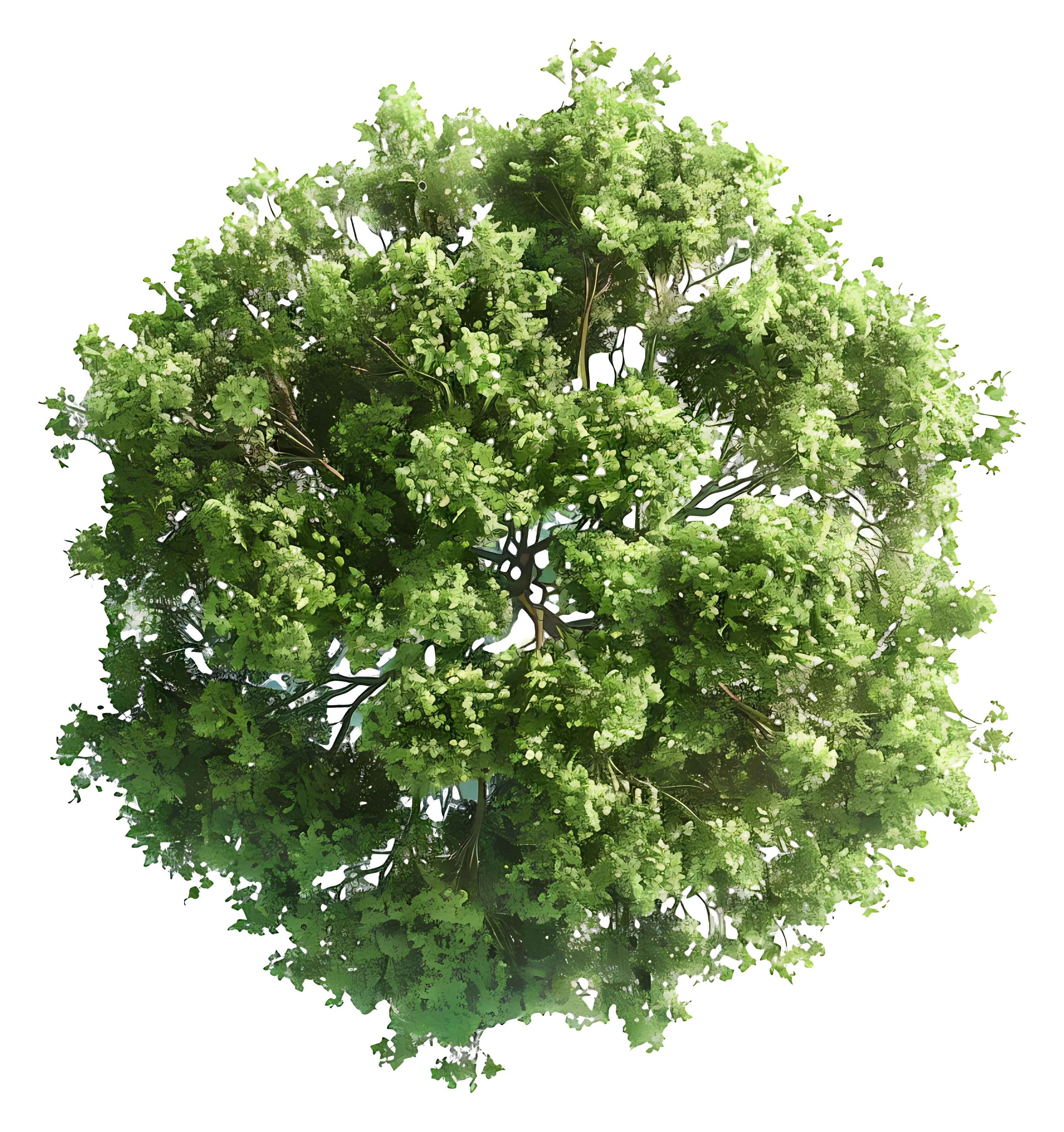 Lush Green Tree