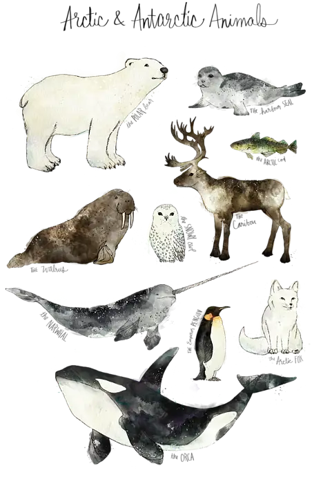Illustration of Arctic and Antarctic Animals