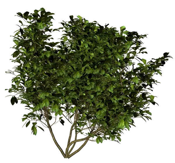 Lush Green Bush Illustration