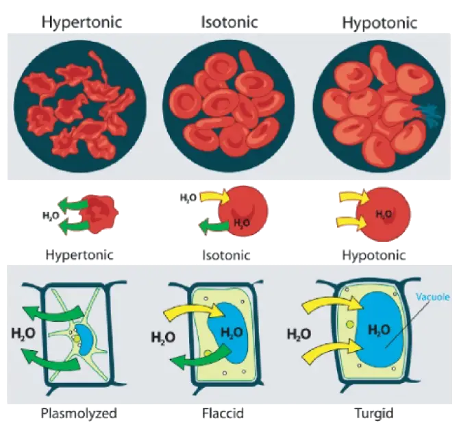 Osmosis Diagram for Biology Education