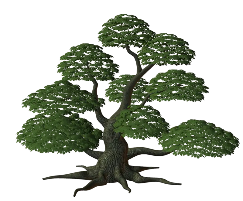 Artistic Bonsai Tree with Lush Green Leaves