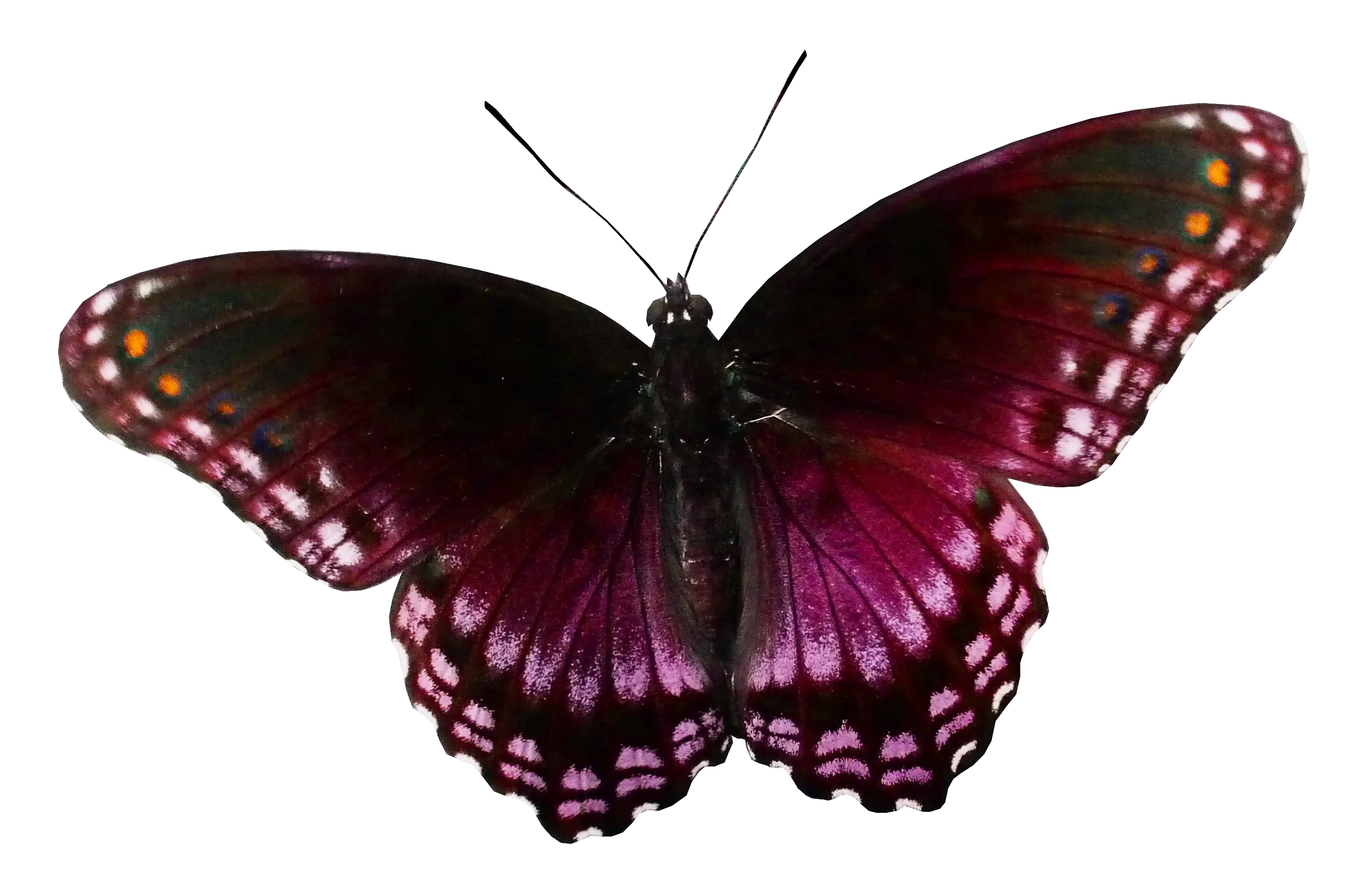 Purple Butterfly with Vivid Wings