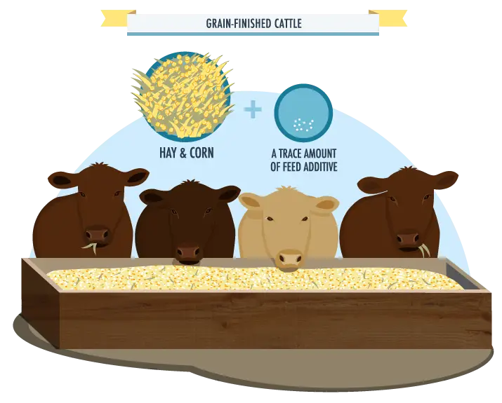 Grain-Finished Cattle Feeding