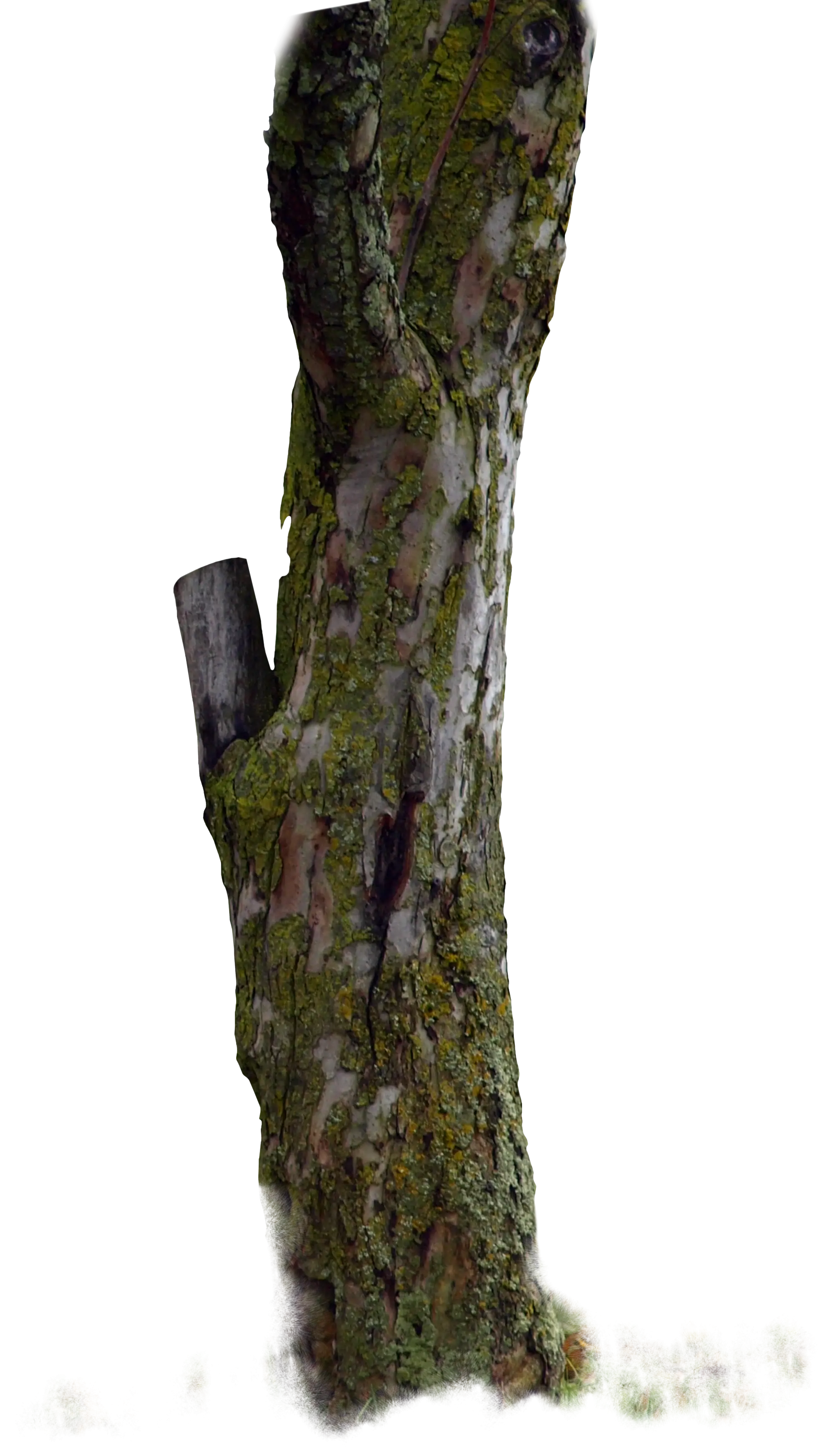 Mossy Tree Trunk