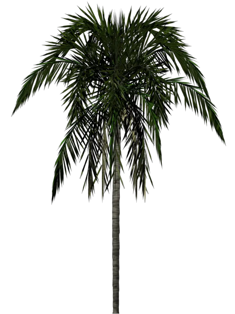 Realistic Green Palm Tree Illustration