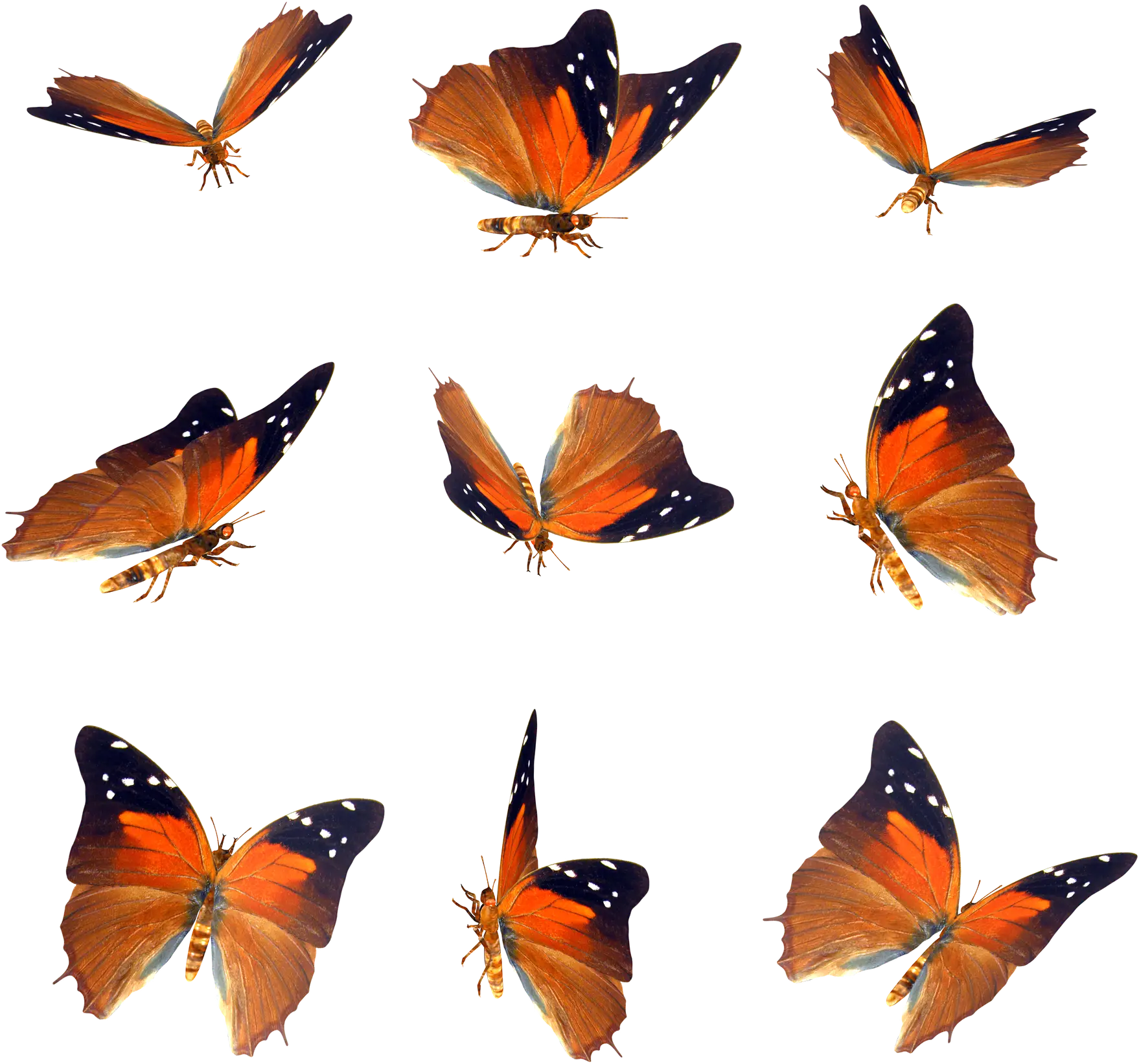 Vibrant Orange and Black Butterflies Collection