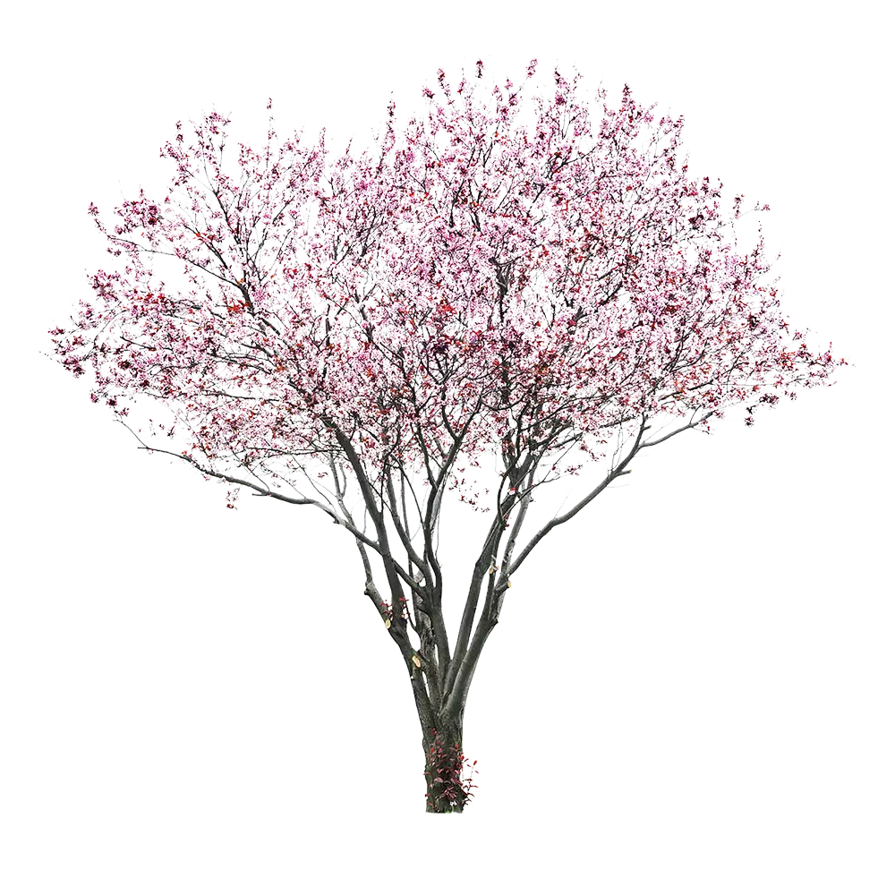 Pink Cherry Blossom Tree in Spring