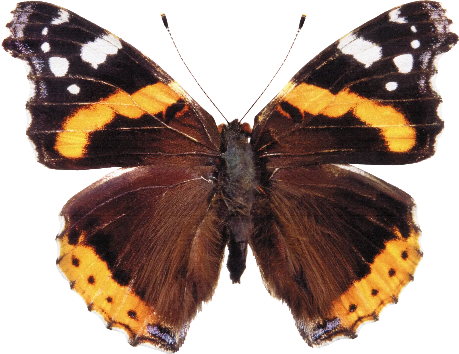 Realistic Butterfly Illustration with Vibrant Wings