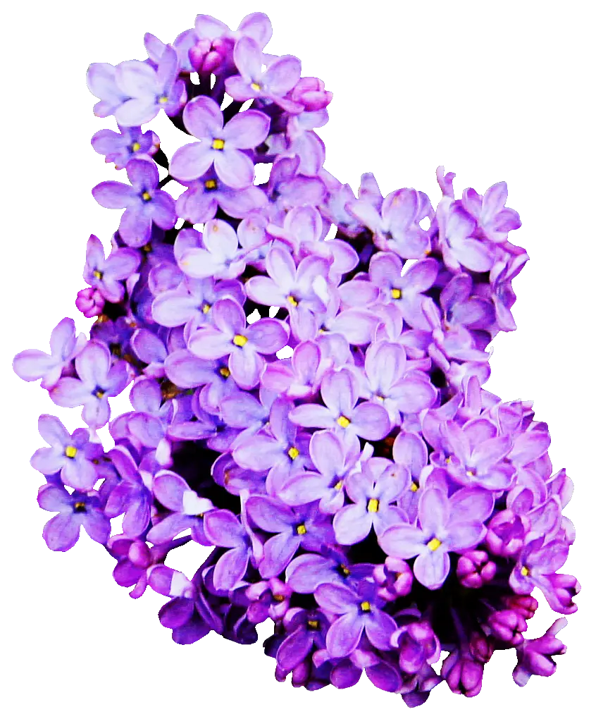 Purple Lilac Flowers in Bloom