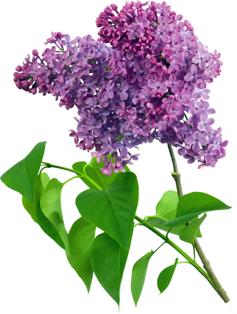 Beautiful Purple Lilac Flowers