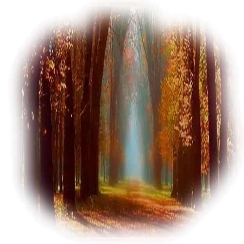 Autumn Forest Path with Vibrant Colors