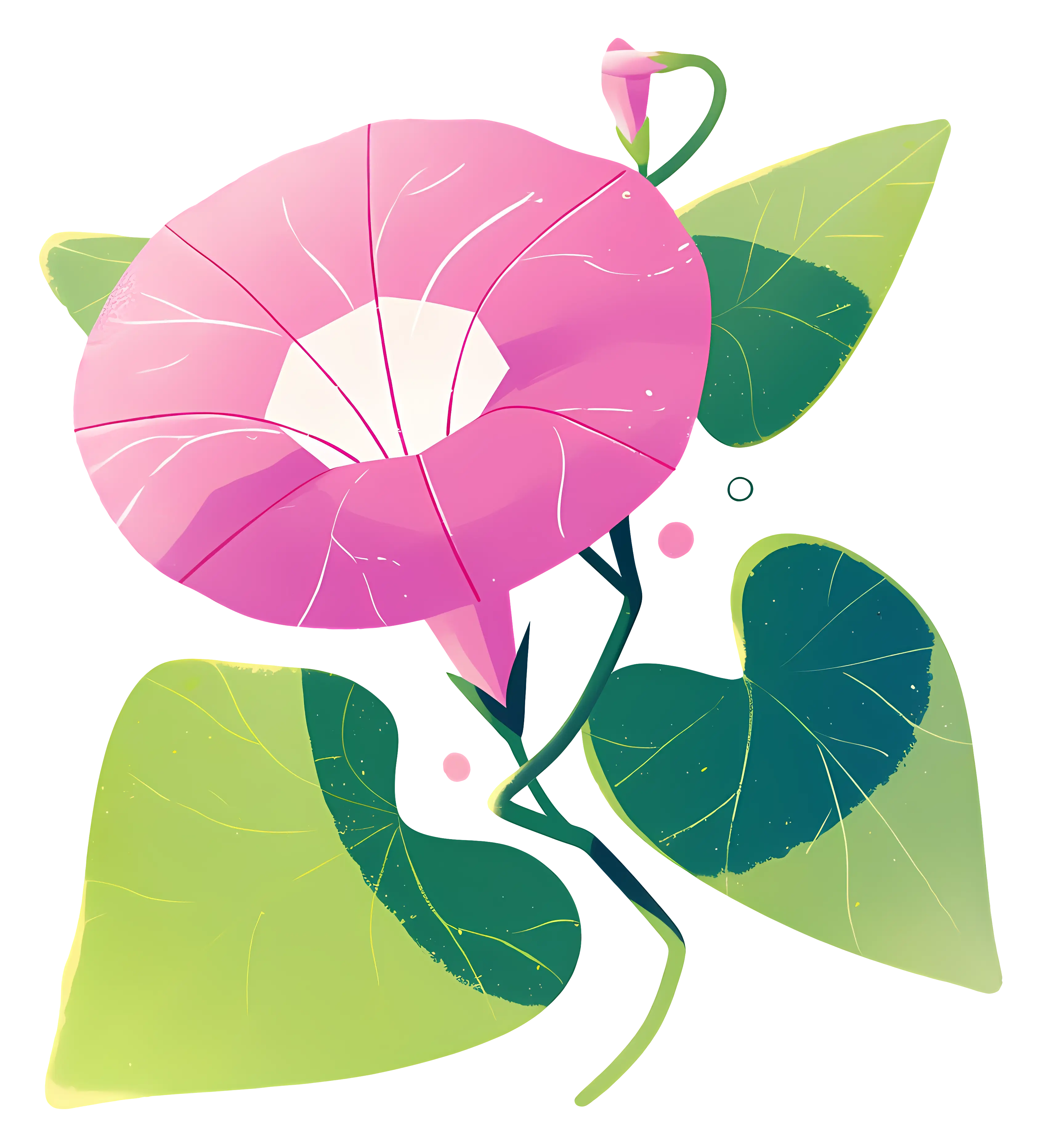 Pink Morning Glory Flower