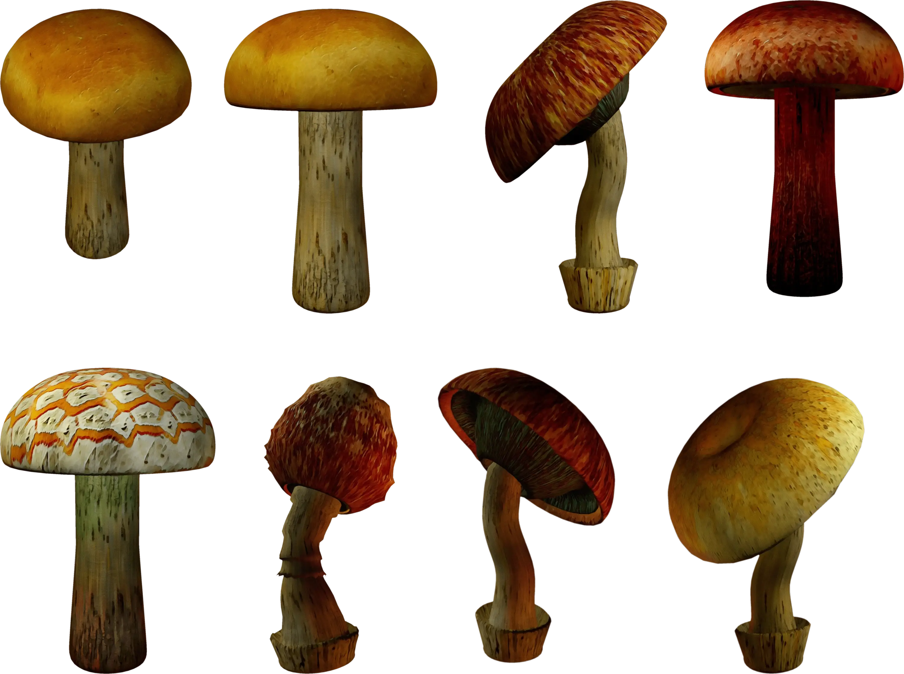 Assorted Wild Mushroom Illustration