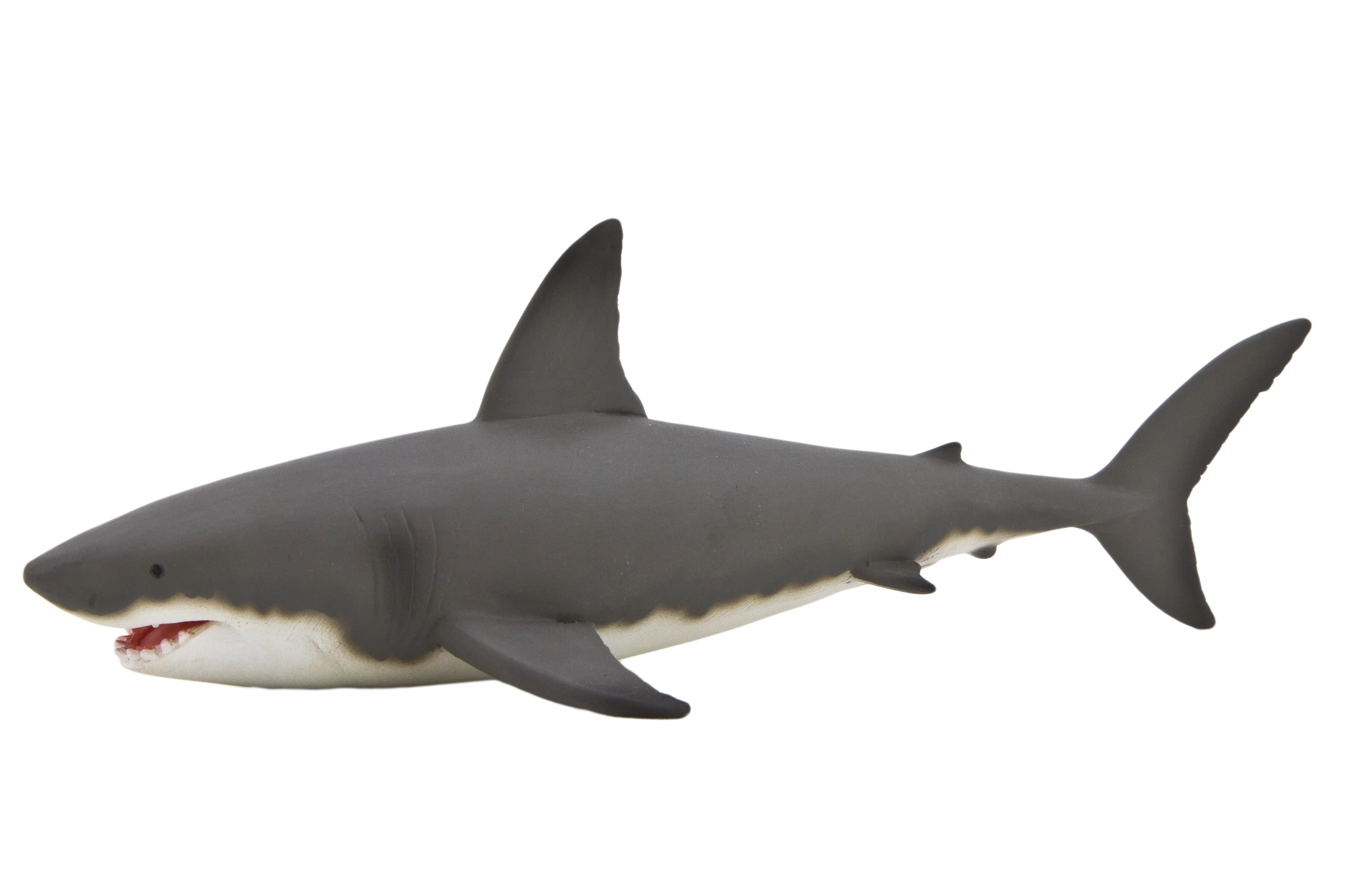 Great White Shark Illustration