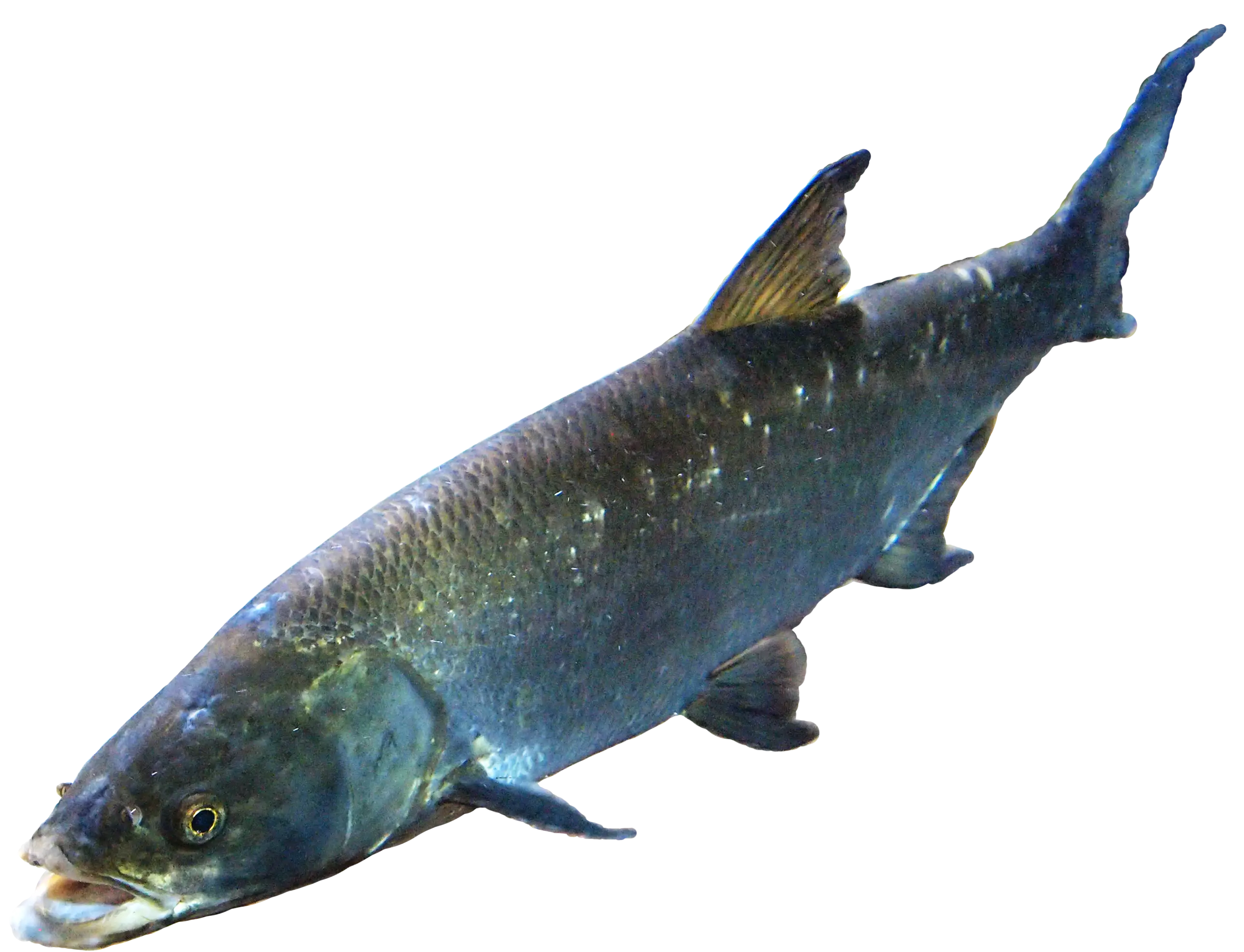 Blue aquatic fish illustration
