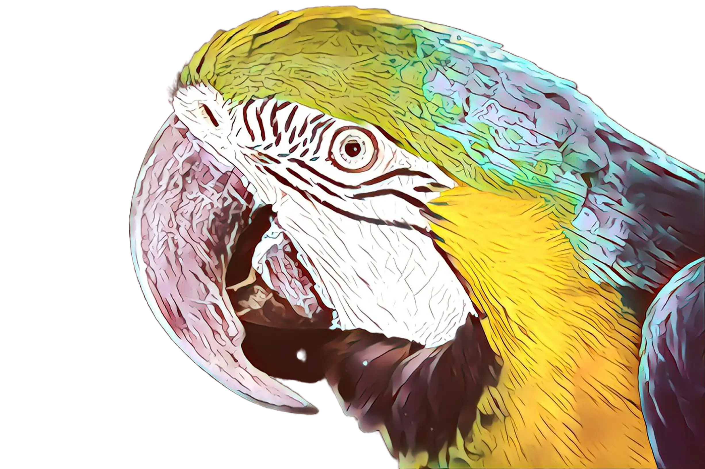 Macaw Parrot with Vibrant Colors