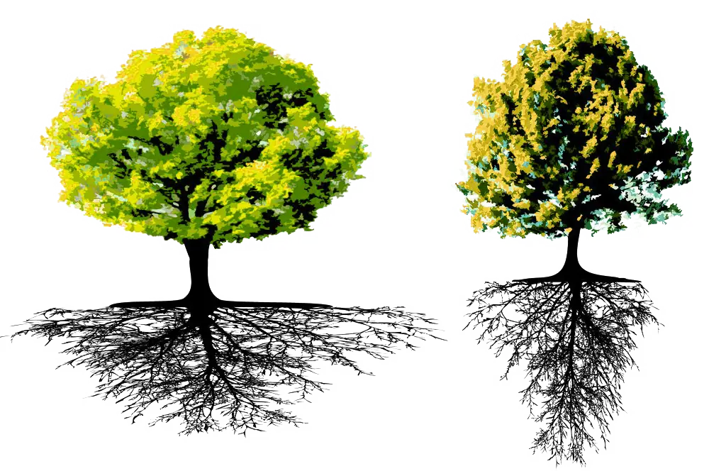 Trees with Visible Roots