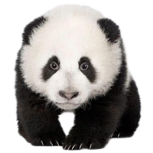 Cute Baby Panda Illustration