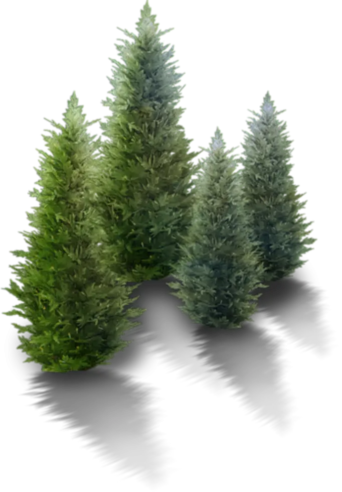 Cluster of Pine Trees in Nature