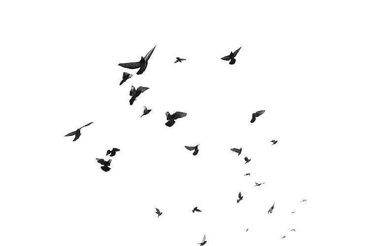 Silhouettes of Flying Birds in Motion