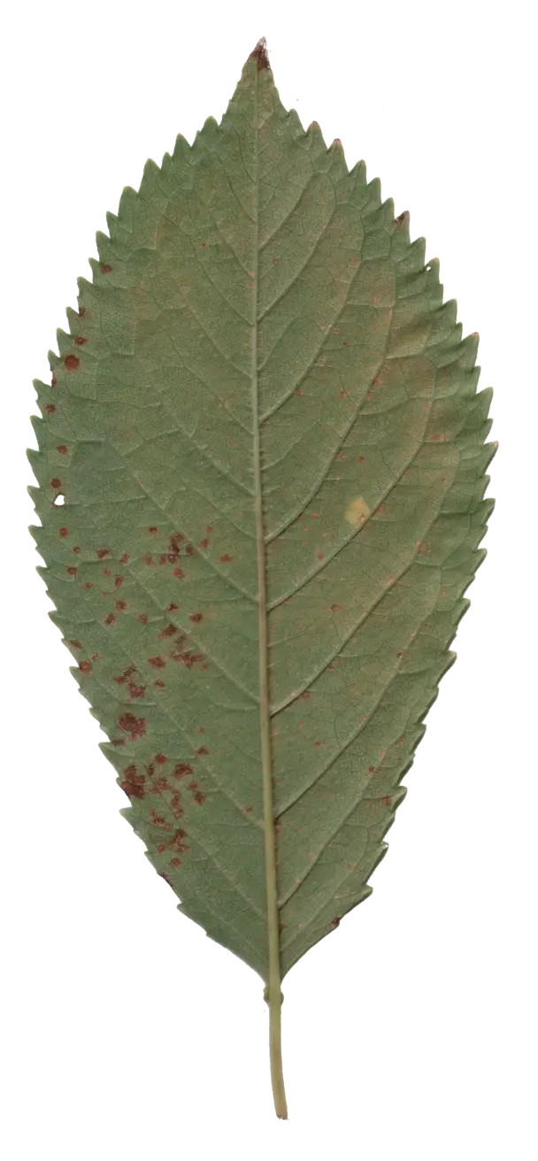 Green Leaf Close-Up Design